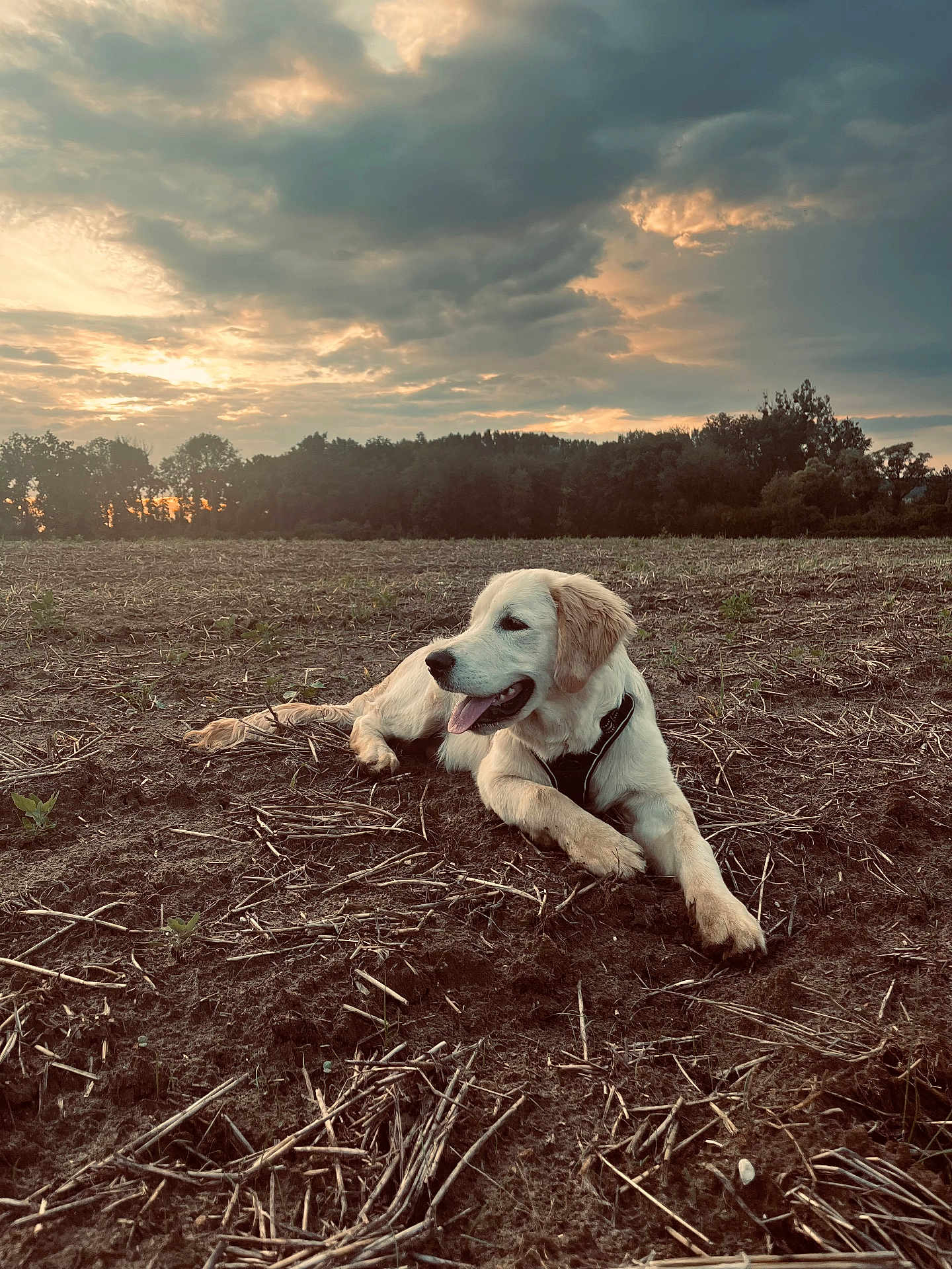 Aïko a rejoint le concours — aidez-le/la à gagner de superbes lots ! dog, golden_retriever, puppy, field, soil, sunset, clouds, sky, nature, outdoor, animal, canine, resting, rural, landscape, trees, grass, horizon, daylight, peaceful