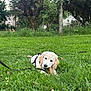 Aïko participe au concours pour gagner de l'argent avec cette photo : puppy, dog, grass, outdoor, park, tree, nature, chewing, leash, pet, canine, young, playful, greenery, summer, animal, fur, cute, daylight, relaxing
