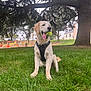 Aïko participe au concours pour gagner de l'argent avec cette photo : dog, golden_retriever, puppy, grass, tree, tennis_ball, outdoor, park, playground, happy, pet, canine, nature, animal, summer, daylight, tongue_out, sitting, greenery, house