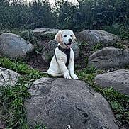 Aïko a rejoint le concours — aidez-le/la à gagner de superbes lots ! puppy, dog, golden_retriever, rock, outdoor, grass, nature, animal, pet, happy, tongue_out, sitting, greenery, field, young_dog, canine, playful, fur, leash, daytime