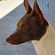 Tebow joined the competition — help win amazing prizes! alert, animal, brown, canine, close_up, concrete, daylight, dog, domestic_animal, ears, fur, nature, outdoor, pet, portrait, quiet, side_view, snout, watchful, white