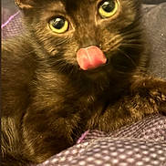 Luna The Kitten joined the competition — help win amazing prizes! animal, blanket, brown_fur, cat, close_up, cute, feline, fluffy, indoor, kitten, licking, pet, purple, resting, soft_fur, texture, tongue_out, whiskers, yellow_eyes, young_cat