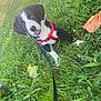 Daisy participe au concours pour gagner de l'argent avec cette photo : puppy, dog, grass, outdoor, pet, black_and_white, leash, red_harness, cute, animal, playful, young, nature, leaf, summer, greenery, happy, canine, fur, eyes