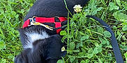 Daisy participe au concours pour gagner de l'argent avec cette photo : puppy, dog, grass, greenery, outdoor, nature, leash, red_harness, black_and_white, clover, flower, sniffing, young_dog, pet, fur, animal, playful, countryside, exploring, cute