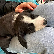 Daisy a rejoint le concours — aidez-le/la à gagner de superbes lots ! puppy, dog, sleeping, black_and_white, jeans, hand, lap, footwear, sneakers, cushion, casual, indoor, resting, pet, close_up, fur, napping, comfort, relaxation, human_interaction