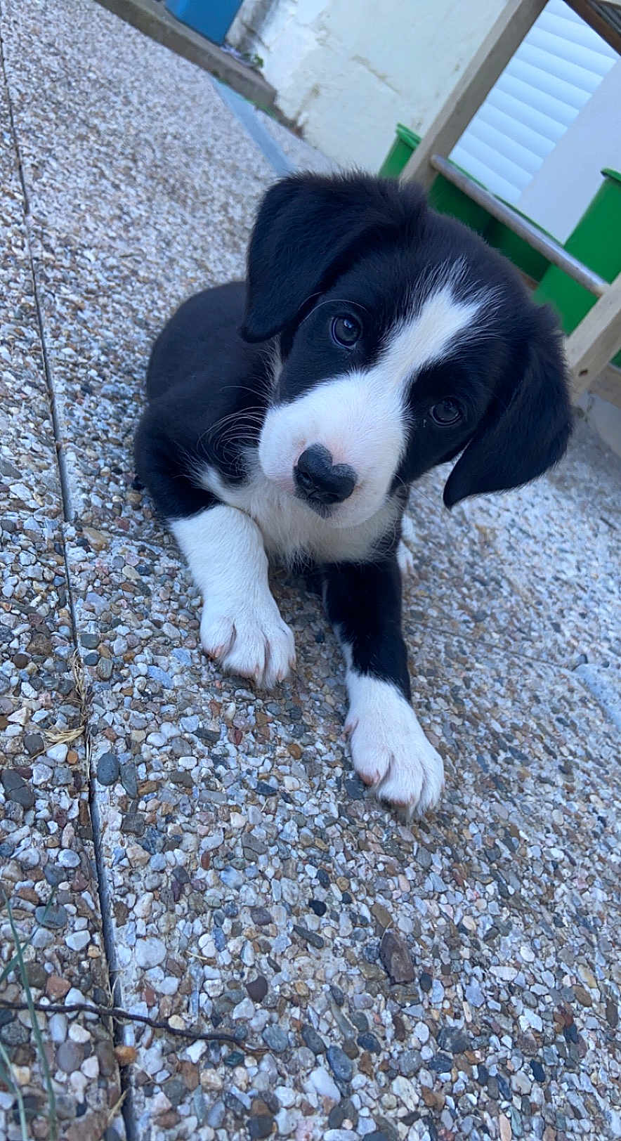 Daisy a rejoint le concours — aidez-le/la à gagner de superbes lots ! puppy, dog, black_and_white, pet, outdoor, curious, cute, animal, young, head_tilt, pebble_stone, paw, fur, looking, close_up, small, friendly, adorable, companion, playful