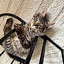 kitten, cat, tabby, fluffy, pet, indoor, chair, metal, bars, carpet, beige, curious, whiskers, paws, lying, playful, young, feline, animal, closeup