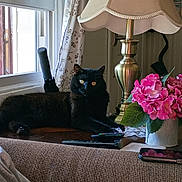 Bella is registered to the contest to win money with this photo: cat, black_cat, pet, animal, feline, golden_eyes, sitting, indoors, living_room, lamp, flowers, pink_flowers, vase, window, curtains, couch, furniture, remote_control, portrait, home_decor