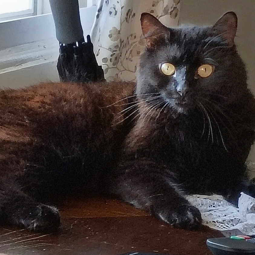 Bella
