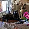 Bella is registered to the contest to win money with this photo: cat, black_cat, pet, feline, animal, lying_down, indoors, living_room, table, lamp, flowers, pink_flowers, window, curtains, home_decor, remote_control, furniture, portrait, relaxed, daylight