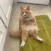 Boobie is registered to the contest to win money with this photo: animal, bath_mat, cat, curious_eyes, cute, domestic_cat, door, feline, fluffy, green_mat, indoor, long_fur, looking_at_camera, orange_cat, pets, relaxed, sitting, tail, tile_floor, whiskers