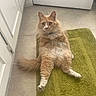 animal, bath_mat, cat, curious_eyes, cute, domestic_cat, door, feline, fluffy, green_mat, indoor, long_fur, looking_at_camera, orange_cat, pets, relaxed, sitting, tail, tile_floor, whiskers