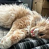 Boobie is registered to the contest to win money with this photo: animal, bed, cat, close_up, comfortable, cozy, cute, domestic_animal, feline, fluffy, fur, indoor, orange_cat, paw, pet, relaxed, resting, sleepy, tongue_out, whiskers