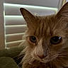 Boobie joined the competition — help win amazing prizes! animal, cat, close_up, cozy, curious, domestic_cat, ears, face, feline, fluffy, indoor, indoors, orange_cat, pet, portrait, resting, soft_light, whiskers, white_fur, window_blinds