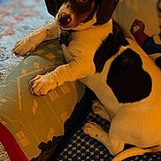 Nugget is registered to the contest to win money with this photo: puppy, dog, indoor, cushion, carpet, heart_shaped_patch, pet, brown_and_white, looking_up, cute, small_dog, phone_lock_screen, notifications, time_display, cozy, home, animal, young_dog, playful, resting