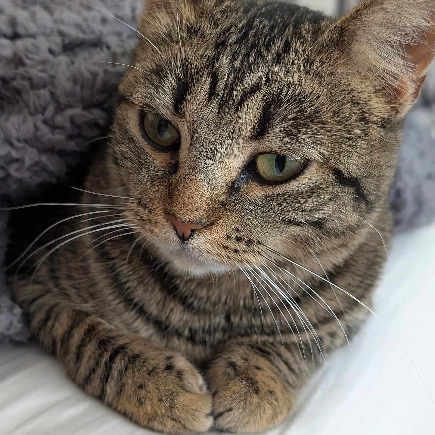 Kennedie joined the competition — help win amazing prizes! animal, blanket, cat, close_up, cozy, cute, domestic_animal, ears, feline, fur, green_eyes, indoor, paws, pet, portrait, resting, sleepy, soft_texture, tabby, whiskers