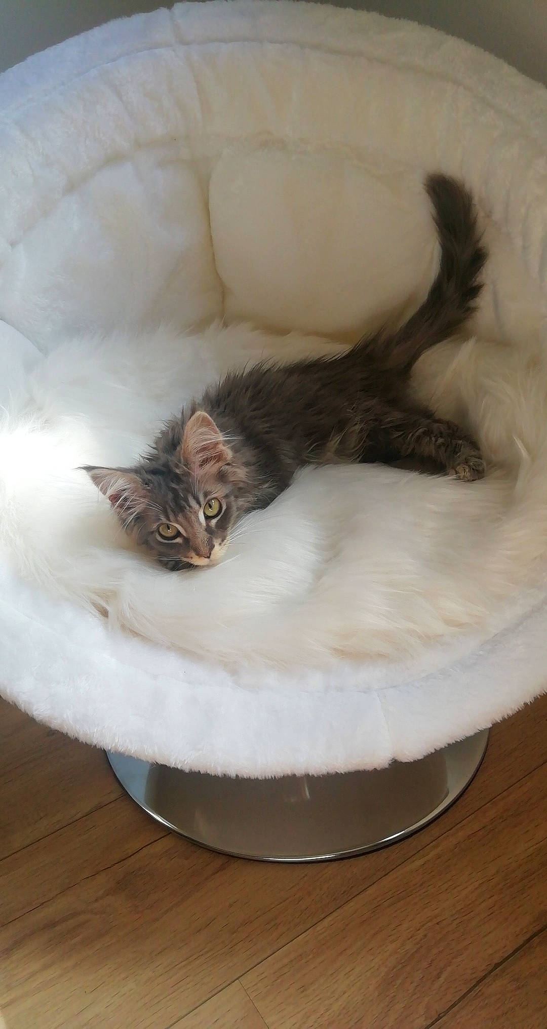 Sia participe au concours pour gagner de l'argent avec cette photo : asian, carnivore, cat, domestic_long_haired_cat, domestic_short_haired_cat, european_shorthair, felidae, fur, kitten, maine_coon, norwegian_forest_cat, oriental_longhair, polydactyl_cat, ragamuffin, small_to_medium_sized_cats, tail, whiskers