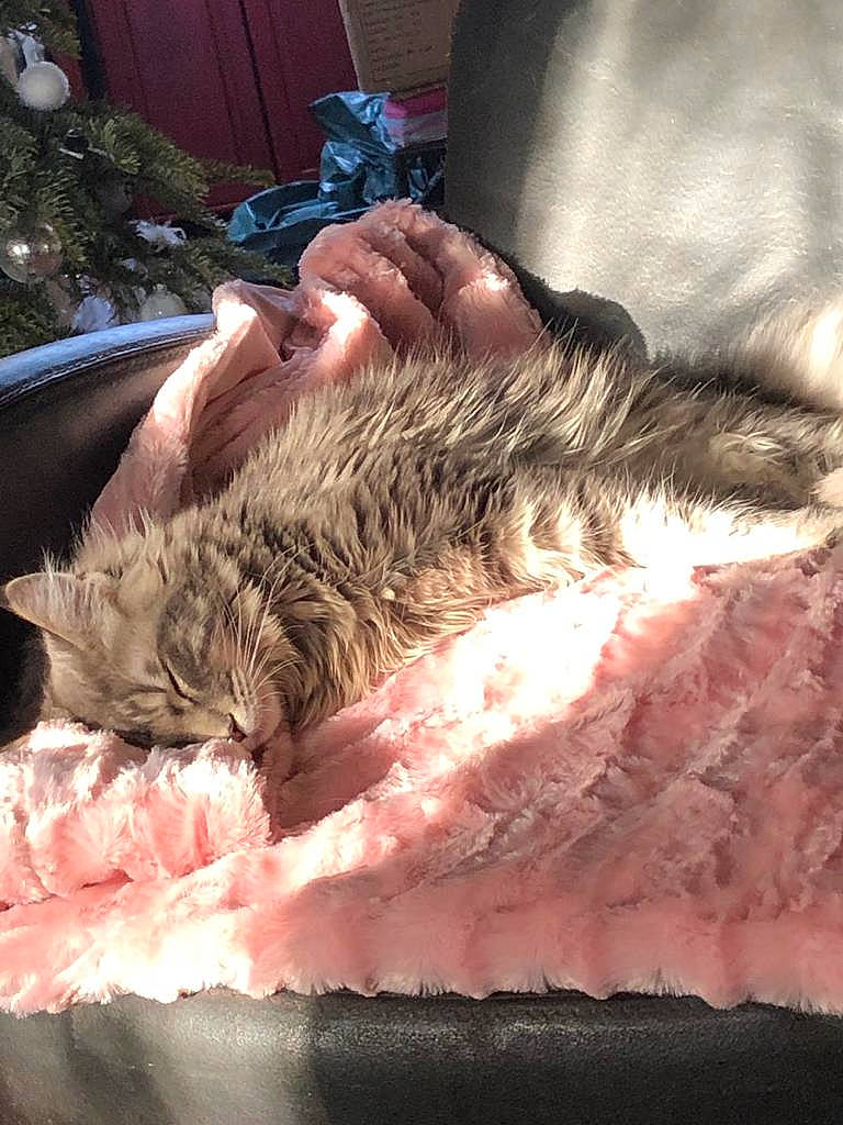 Sia participe au concours pour gagner de l'argent avec cette photo : carnivore, cat, domestic_long_haired_cat, domestic_short_haired_cat, felidae, flesh, fur, german_rex, nap, small_to_medium_sized_cats, whiskers