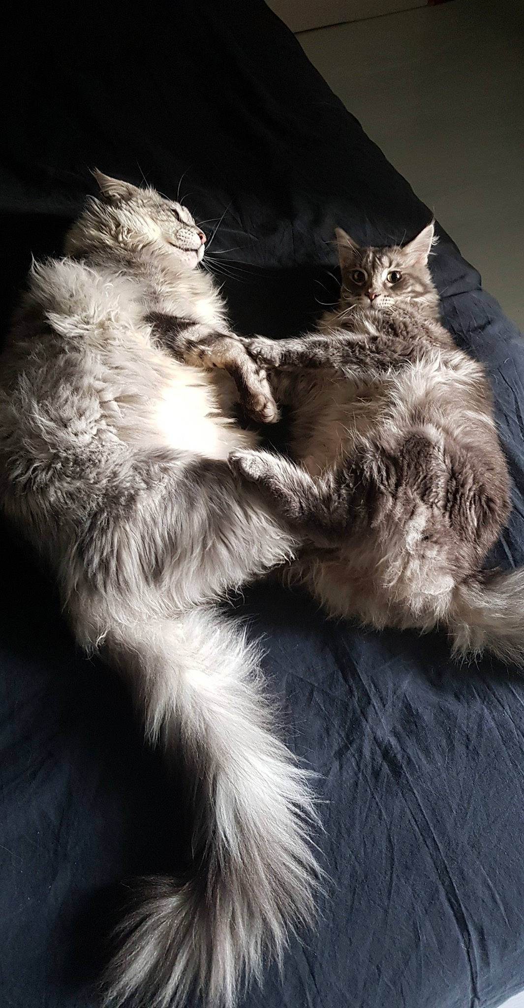 Sia participe au concours pour gagner de l'argent avec cette photo : carnivore, cat, domestic_long_haired_cat, ear, felidae, fur, kitten, maine_coon, norwegian_forest_cat, paw, small_to_medium_sized_cats, tail, whiskers