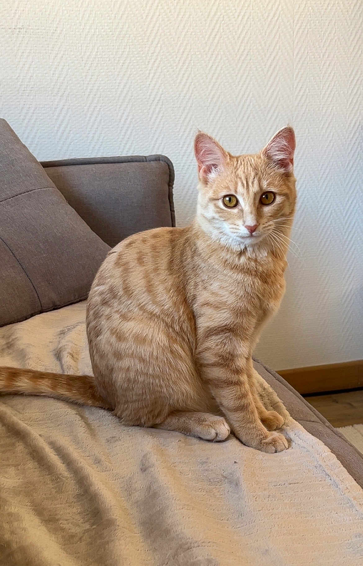 Maïa