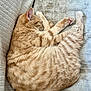 Maïa participe au concours pour gagner de l'argent avec cette photo : cat, orange_tabby, sleeping, curled_up, cozy, pet, feline, fur, whiskers, paw, indoor, blanket, resting, cute, animal, soft_texture, relaxed, domestic_cat, striped, napping