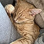 Maïa participe au concours pour gagner de l'argent avec cette photo : cat, ginger_cat, sleeping, paw, fur, whiskers, cozy, blanket, cushion, indoor, pet, relaxed, close_up, feline, nap, cute, resting, soft, domestic_animal, mammal