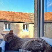 Maïa a rejoint le concours — aidez-le/la à gagner de superbes lots ! cat, sleeping, window, blue_sky, brick_building, sunlight, cozy, indoor, pet, ginger_cat, resting, feline, tail, quiet, peaceful, soft_texture, daylight, relaxation, house, comfort