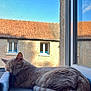Maïa a rejoint le concours — aidez-le/la à gagner de superbes lots ! blue_sky, brick_building, cat, comfort, cozy, daylight, feline, ginger_cat, house, indoor, peaceful, pet, quiet, relaxation, resting, sleeping, soft_texture, sunlight, tail, window