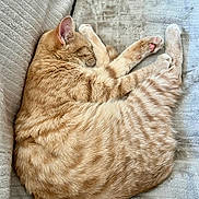 Maïa participe au concours pour gagner de l'argent avec cette photo : cat, couch, cozy, curled_up, cute, domestic_animal, feline, fur, ginger_cat, indoor, mammal, nap, paw, pet, relaxing, resting, sleeping, soft, tabby, whiskers
