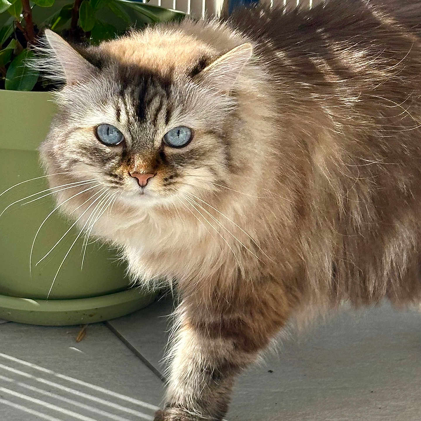 Rose Perle participe au concours pour gagner de l'argent avec cette photo : animal, blue_eyes, cat, closeup, curious, domestic, face, fluffy, fur, indoor, paw, pet, plant, pot, shadow, striped, sunlight, tile_floor, walking, whiskers