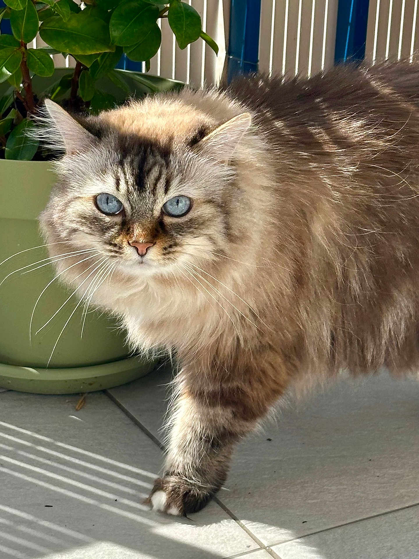Rose Perle participe au concours pour gagner de l'argent avec cette photo : cat, blue_eyes, fluffy, fur, whiskers, paw, indoor, plant, pot, tile_floor, sunlight, shadow, striped, walking, pet, animal, domestic, closeup, face, curious
