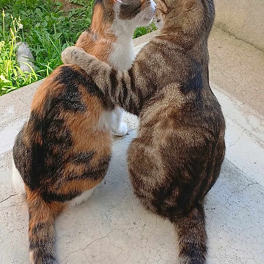 Perle Et Makita participe au concours pour gagner de l'argent avec cette photo : abyssinian, accessories, animal, architecture, building, canine, cat, city, dog, grass, kitten, manx, pet, photography, plant, pottedplant, road, street, urban, wall
