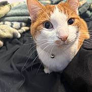 Colby joined the competition — help win amazing prizes! alert, animal, bell, blanket, cat, closeup, collar, curious, cute, domestic, face, feline, fur, indoor, looking_up, mammal, orange_and_white, pet, soft, whiskers