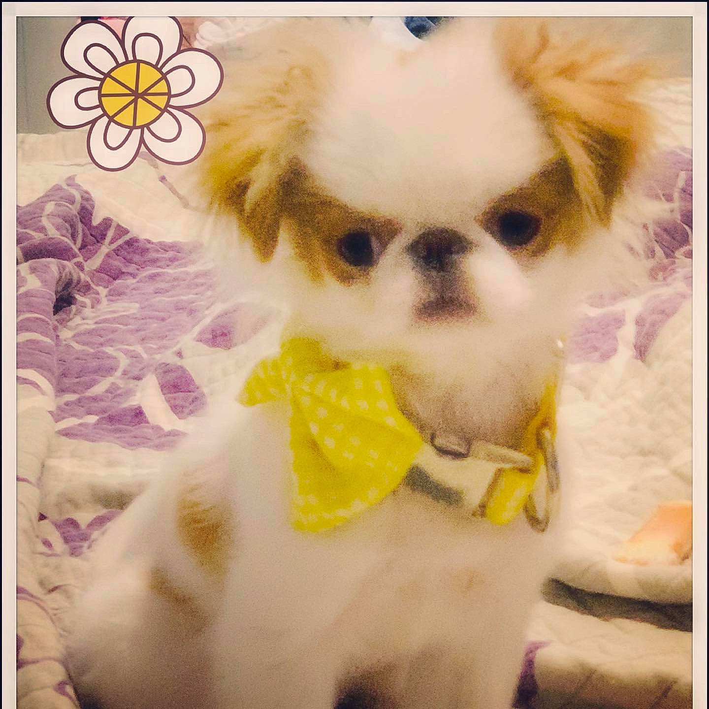 Nikko joined the competition — help win amazing prizes! beauty, carnivore, companion_dog, dog, dog_breed, dog_supply, ear, eye, fawn, flower, fur, hair, happy, head, petal, plant, snout, sporting_group, toy_dog, working_animal