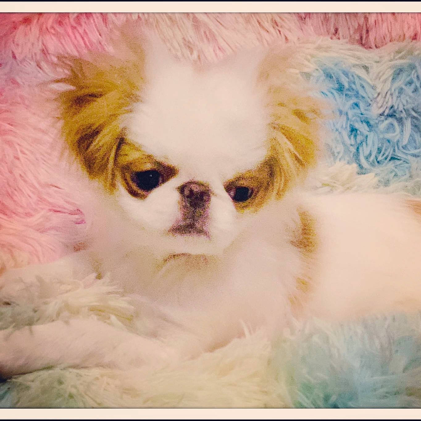 Nikko is registered to the contest to win money with this photo: canidae, carnivore, close_up, companion_dog, dog, dog_breed, dog_supply, ear, eye, eyelash, fawn, fur, hair, head, liver, snout, sporting_group, toy_dog, whiskers, working_animal