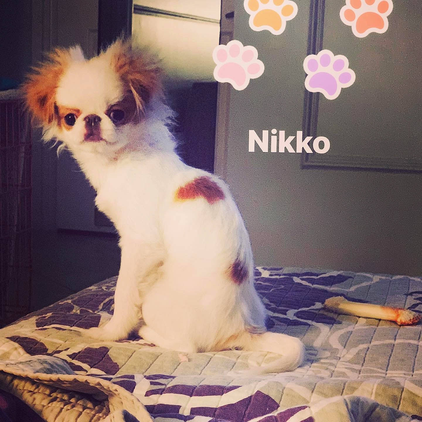 Nikko is registered to the contest to win money with this photo: beauty, canidae, carnivore, companion_dog, dog, dog_breed, eyewear, fawn, font, fur, happy, love, photo_caption, snout, sporting_group, square, tail, textile, toy_dog, whiskers