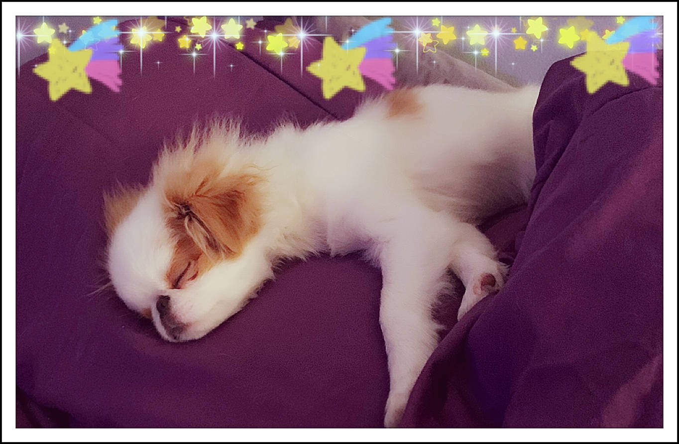 Nikko is registered to the contest to win money with this photo: beauty, canidae, carnivore, cat, claw, comfort, companion_dog, dog_breed, fawn, felidae, fur, gesture, happy, magenta, paw, rectangle, small_to_medium_sized_cats, snapshot, tail, whiskers