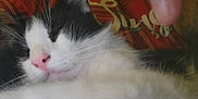 Chevy is registered to the contest to win money with this photo: animal, black_and_white, cat, close_up, cozy, cute, domestic_cat, fabric, fur, human_hand, indoor, paw, pet, pink_nose, plaid, red, relaxation, resting, sleeping, whiskers