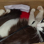 Chevy is registered to the contest to win money with this photo: animal, black_and_white, cardboard_box, cat, close_up, companion, cozy, cute, domestic, feline, fur, indoor, paws, pet, relaxed, resting, sleepy, soft, stretching, whiskers