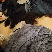 Chevy joined the competition — help win amazing prizes! black_and_white, blanket, bottle, casual, cat, clothing, collar, domestic_animal, fabric, feline, folds, fur, indoor, pet, pile, plastic, relaxed, resting, soft, texture