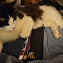 Chevy is registered to the contest to win money with this photo: black_and_white, blanket, books, cat, closeup, cozy, domestic, fan, feline, fur, home, indoor, lying_down, paw, pet, relaxed, resting, sleepy, soft, tabs