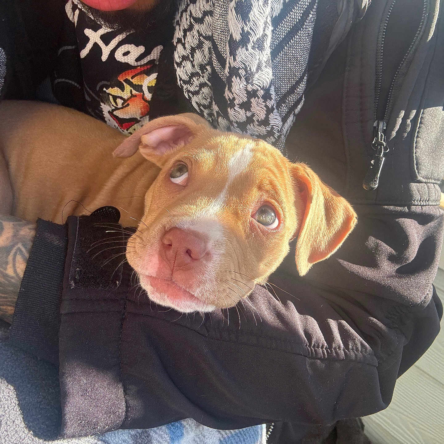 Dynasty joined the competition — help win amazing prizes! puppy, dog, pet, cute, animal, portrait, sunlight, tattoo, human_arm, clothing, jacket, texture, warm_light, indoors, resting, companion, cozy, closeup, expression, caring