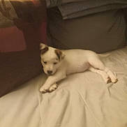 Bella Bb is registered to the contest to win money with this photo: dog, puppy, bed, sheet, blanket, pillow, couch, indoor, cozy, white_fur, brown_spot, paws, resting, sleeping, pet, small_dog, cute, domestic_animal, blurry, soft_lighting