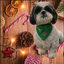 dog, bandana, green, holiday, christmas, candy_cane, pine_cone, dried_orange, lights, wooden_surface, decorations, festive, cute, pet, indoor, white_fur, black_fur, sitting, close_up, seasonal