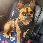 Harley is registered to the contest to win money with this photo: dog, french_bulldog, car, backseat, harness, leash, seatbelt, blanket, paw_print, sunlight, pet, animal, leather_seat, vehicle, transportation, portrait, canine, ears, sitting, inside