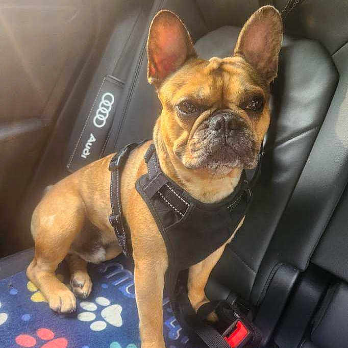 Harley is registered to the contest to win money with this photo: animal, backseat, blanket, canine, car, dog, ears, french_bulldog, harness, inside, leash, leather_seat, paw_print, pet, portrait, seatbelt, sitting, sunlight, transportation, vehicle