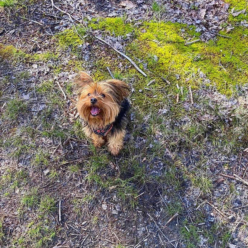 Midgieack joined the competition — help win amazing prizes! affenpinscher, animal, canine, dog, field, grass, grassland, land, moss, nature, outdoors, pet, plant, puppy, rock, soil, terrier, tree, vegetation, woodland