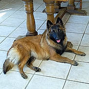 Cheyenne participe au concours pour gagner de l'argent avec cette photo : dog, indoor, tile_floor, wooden_table, pet, canine, fur, tongue_out, relaxed, brown, black, animal, laying_down, floor, domestic_animal, paw, ear, muzzle, household, companion