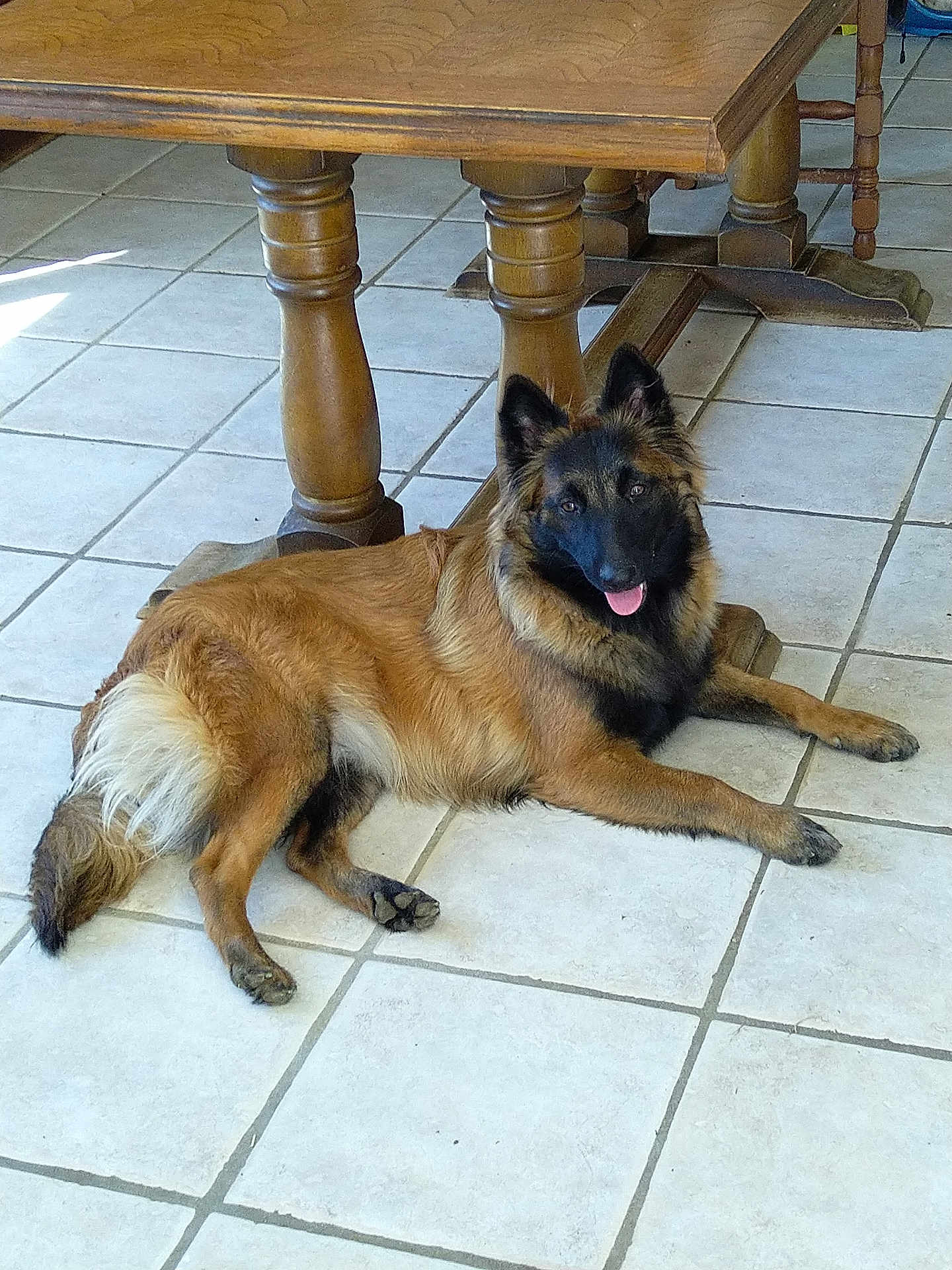 Cheyenne participe au concours pour gagner de l'argent avec cette photo : dog, indoor, tile_floor, wooden_table, pet, canine, fur, tongue_out, relaxed, brown, black, animal, laying_down, floor, domestic_animal, paw, ear, muzzle, household, companion