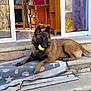 animal, black_face, blanket, brown_fur, canine, curtain, dog, domestic, door, furniture, home, outdoor, pet, playing, relaxed, stone_steps, sunlight, tennis_ball, tile_floor, wooden_chair